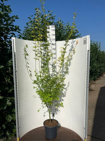 Acer palmatum 'Orange Dream' 40/50 C. - afbeelding 1