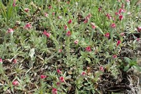 Antennaria dioica 'Rubra' P9 - afbeelding 1