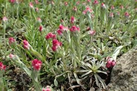 Antennaria dioica 'Rubra' P9 - afbeelding 4
