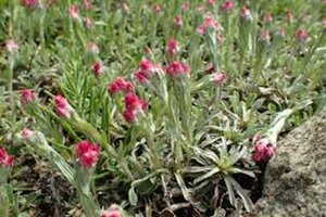 Antennaria dioica 'Rubra' P9 - afbeelding 4