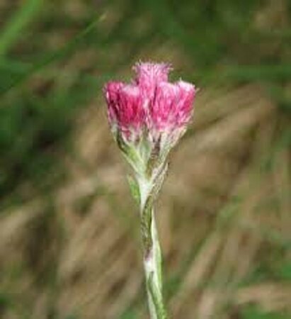 Antennaria dioica 'Rubra' P9 - afbeelding 3