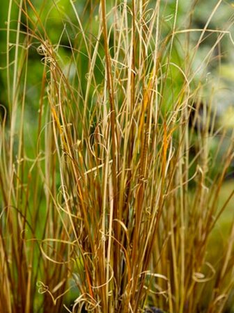 Carex buchananii C2 - afbeelding 3