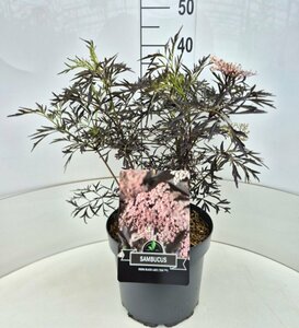 Sambucus nigra 'Black Lace' 30/40 C. - afbeelding 6