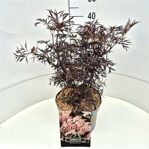 Sambucus nigra 'Black Lace' 30/40 C.