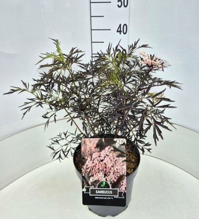 Sambucus nigra 'Black Lace' 30/40 C. - afbeelding 7