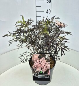Sambucus nigra 'Black Lace' 30/40 C. - afbeelding 7
