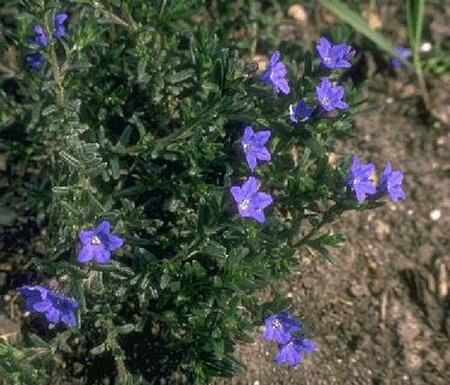 Lithodora diffusa 'Heavenly Blue' (GLANDORA)  C1.5 - afbeelding 1