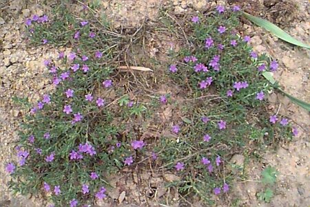 Lithodora diffusa 'Heavenly Blue' (GLANDORA)  C1.5 - afbeelding 2