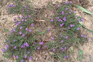 Lithodora diffusa 'Heavenly Blue' (GLANDORA)  C1.5 - afbeelding 2