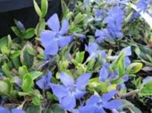 Vinca minor 'Aureovariegata' P9