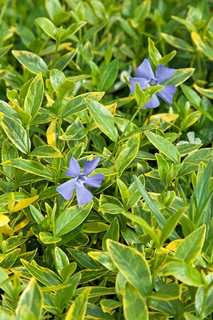 Vinca minor 'Aureovariegata' P9 - afbeelding 2