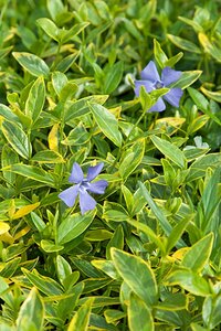 Vinca minor 'Aureovariegata' P9 - afbeelding 2