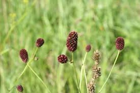 Sanguisorba officinalis 'Pink Tanna' P9 - afbeelding 4