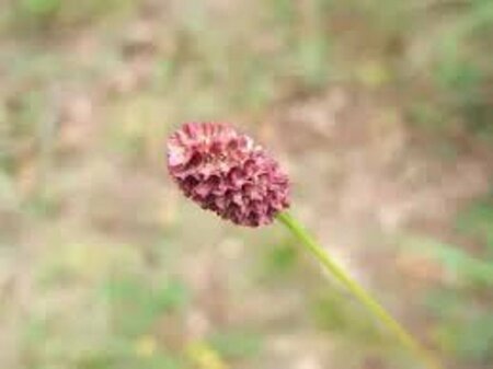 Sanguisorba officinalis 'Pink Tanna' P9 - afbeelding 5