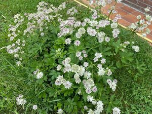 Astrantia major P9 - afbeelding 6