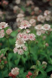 Astrantia major P9 - afbeelding 4