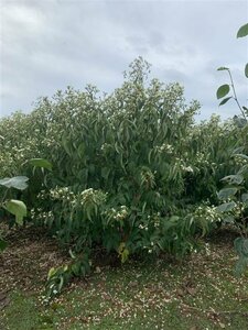 Heptacodium miconioides ST. 120 10-12 C.  - afbeelding 2