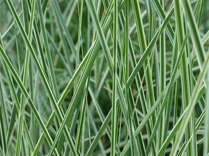 Miscanthus sinensis 'Morning Light' C2 - afbeelding 5