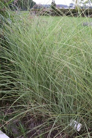 Miscanthus sinensis 'Morning Light' C2 - afbeelding 3