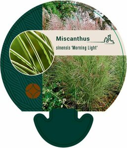Miscanthus sinensis 'Morning Light' C2 - afbeelding 2
