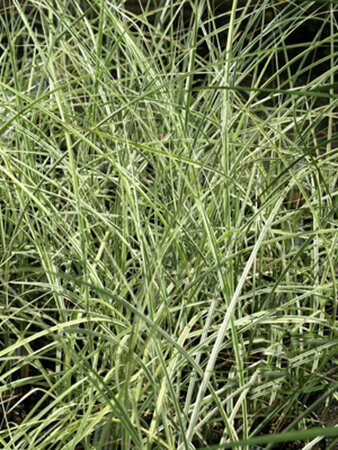 Miscanthus sinensis 'Morning Light' C2 - afbeelding 6