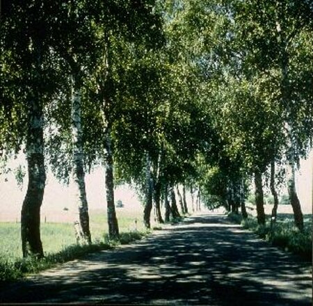 Betula pendula 10-12 C.  - afbeelding 3