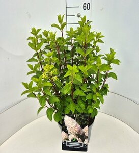 Hydrangea paniculata 'Silver Dollar' C7.5 - afbeelding 3