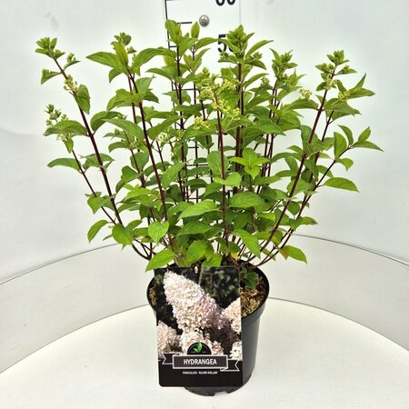 Hydrangea paniculata 'Silver Dollar' C7.5 - afbeelding 4