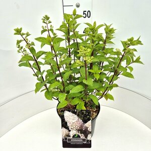 Hydrangea paniculata 'Silver Dollar' C7.5 - afbeelding 5