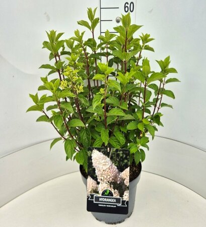 Hydrangea paniculata 'Silver Dollar' C7.5 - afbeelding 6