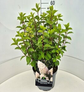 Hydrangea paniculata 'Silver Dollar' C7.5 - afbeelding 6