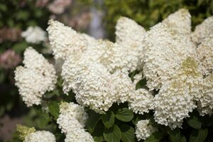 Hydrangea paniculata 'Silver Dollar' C7.5 - afbeelding 2