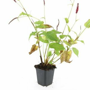 Persicaria amplexicaulis P9 - afbeelding 8