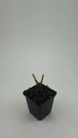 Persicaria amplexicaulis P9 - afbeelding 11