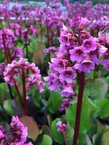 Bergenia cordifolia 'Purpurea' P9 - afbeelding 2