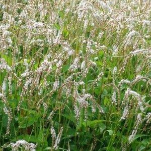 Persicaria ampl. 'White Eastfield' P9