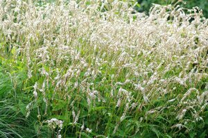 Persicaria ampl. 'White Eastfield' P9 - afbeelding 2
