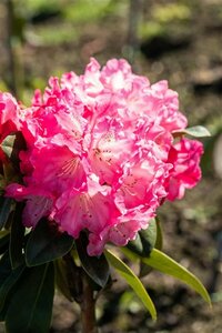 Rhododendron (Y) 'Morgenrot' 25/30 C.