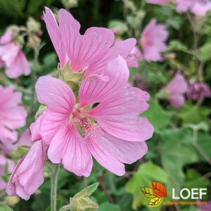 Lavatera olblia 'Rosea' C3