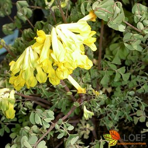 Corydalis lutea P9