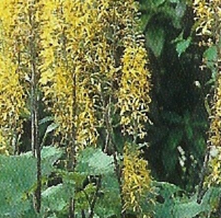 Ligularia stenocephala 'The Rocket' P9 - afbeelding 2