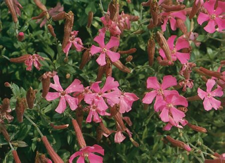 Silene schafta P9 - afbeelding 4