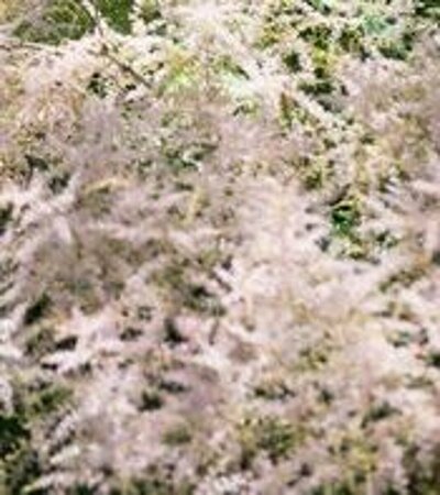 Astilbe simplex 'Hennie Graafland' P9 - afbeelding 1