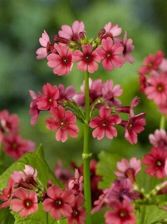 Primula japonica 'Miller's Crimson' P9 - afbeelding 2