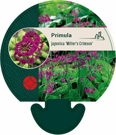 Primula japonica 'Miller's Crimson' P9 - afbeelding 1