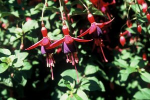 Fuchsia 'Mrs Popple' P9