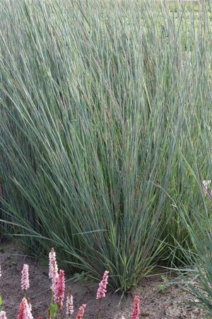 Schizachyrium scoparium 'Prairy Blues' P9 - afbeelding 2