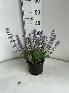 Nepeta 'Purssian Blue'  P11