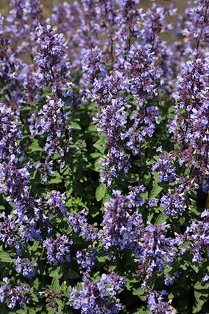 Nepeta 'Purssian Blue'  P11 - afbeelding 3