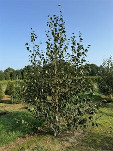 Betula utilis 'Doorenbos' 250/275 C. Meerstammig - afbeelding 5